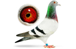 pigeonped
