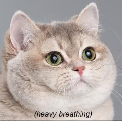 Heavy Breathing Cat Meme